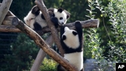FILE - The Panda bear cubs Meng Xiang (nickname Piet), right, and Meng Yuan (nickname Paule), left, are climb in their enclosure during their first birthday in Berlin, Germany, Monday, Aug. 31, 2020.