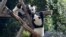 FILE - The Panda bear cubs Meng Xiang (nickname Piet), right, and Meng Yuan (nickname Paule), left, are climb in their enclosure during their first birthday in Berlin, Germany, Monday, Aug. 31, 2020.