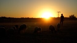 17 Haziran 2021 - Suriye'deki iç savaştan kaçarak Türkiye'ye yerleşen çiftçi Heysam Ali