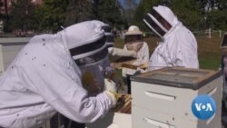 Beekeeping Helps Veterans Cope With Stress, Anxiety