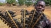 ملاوی میں حکومت کی عوام کو چوہے کھانے کی ترغیب