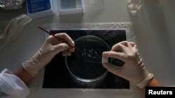 FILE - A scientist works with a laboratory petri dish.