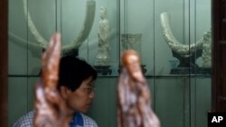 A Chinese man looks at the elephant ivory carvings on display for sale in Beijing, China, July 17, 2008.