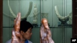 A Chinese man looks at the elephant ivory carvings on display for sale in Beijing, China, July 17, 2008.