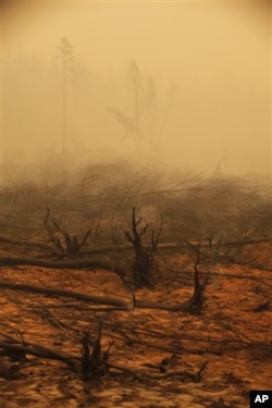 Tree trunks smolder amid the burned-down remnants of a forest outside the village of Kadanok, 90 miles southeast of Moscow, on Aug, 3, 2010. The fires in forests, fields and peat bogs came after weeks of searing heat and practically no rain.