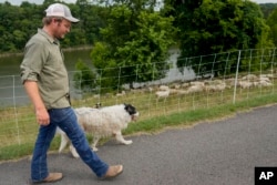 Zach Richardson, owner of the Nashville Chew Crew, looks over his flock of sheep with his herding dog Doug along the Cumberland River bank Tuesday, July 9, 2024, in Nashville, Tenn. (AP Photo/George Walker IV)