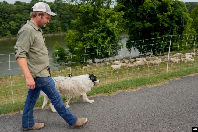 Zach Richardson, owner of the Nashville Chew Crew, looks over his flock of sheep with his herding dog Doug along the Cumberland River bank Tuesday, July 9, 2024, in Nashville, Tenn. (AP Photo/George Walker IV)