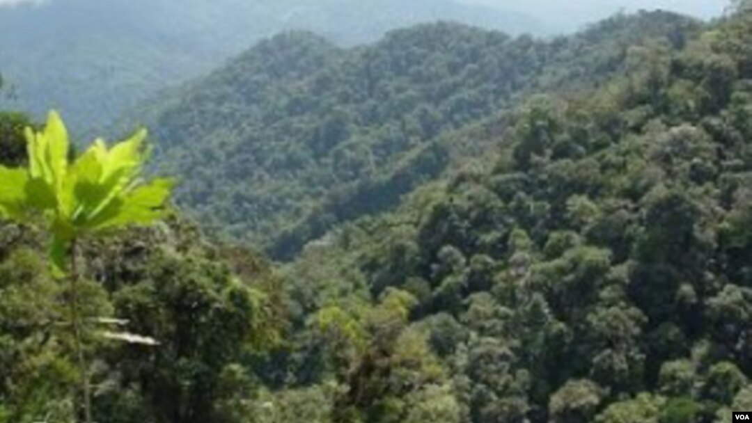 Los arboles del Amazonas están muriendo más rápido y absorbiendo menos carbono.