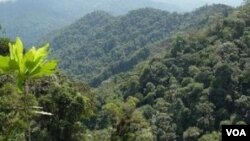 Los arboles del Amazonas están muriendo más rápido y absorbiendo menos carbono.