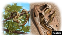 An artist rendering from oldest-known snake fossils shows Paleo reconstructions of three Jurassic to Lower Cretaceous snakes: Portugalophis lignites from Upper Jurassic period in a ginko tree from the coal swamp deposits at Guimarota, Portugal (top left);