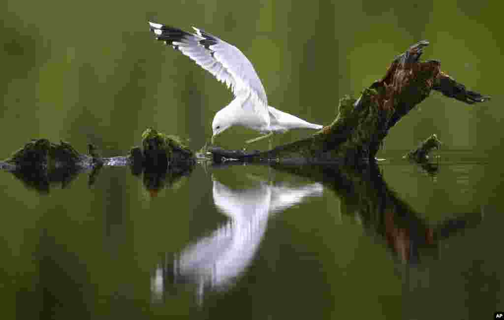 Seekor burung camar hinggap di sebuah batang kayu di danau Svisloch, 30 kilometer sebelah timur Minsk, Belarusia.