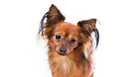 This undated photo, provided by the American Kennel Club, shows the Russian Toy breed. (American Kennel Club via AP)