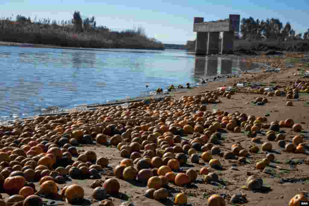 سرمای شدید امسال موجب خسارت به مرکبات باغداران مازندران شده است. بخشی از پرتقال دور ریخته شده از طریق رودخانه تجن به دریا راه یافته و اینچنین در ساحل دیده می شود عکس: مصطفی شانچی