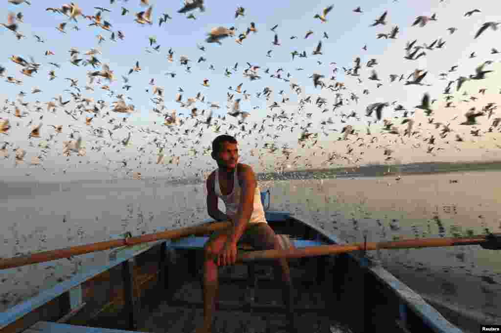 Migratory birds fly above a man rowing a boat in the waters of Yamuna River during early morning in old Delhi, India.