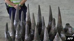 Confiscated rhino horns