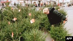 Un épicéa, ou sapin de Noël, place St Pierre à Caen.