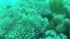 澳洲大堡礁 環保人士猛批填土計劃 