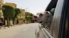 Seekor anjing melongokkan kepalanya melalui jendela belakang taksi, setelah dijemput oleh anggota 'Aleefcom paxi, layanan transportasi khusus hewan peliharaan', di Kairo, Mesir, 20 Maret 2021. (REUTERS / Sayed Sheasha)