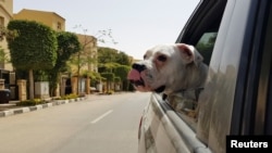 Seekor anjing melongokkan kepalanya melalui jendela belakang taksi, setelah dijemput oleh anggota 'Aleefcom paxi, layanan transportasi khusus hewan peliharaan', di Kairo, Mesir, 20 Maret 2021. (REUTERS / Sayed Sheasha)