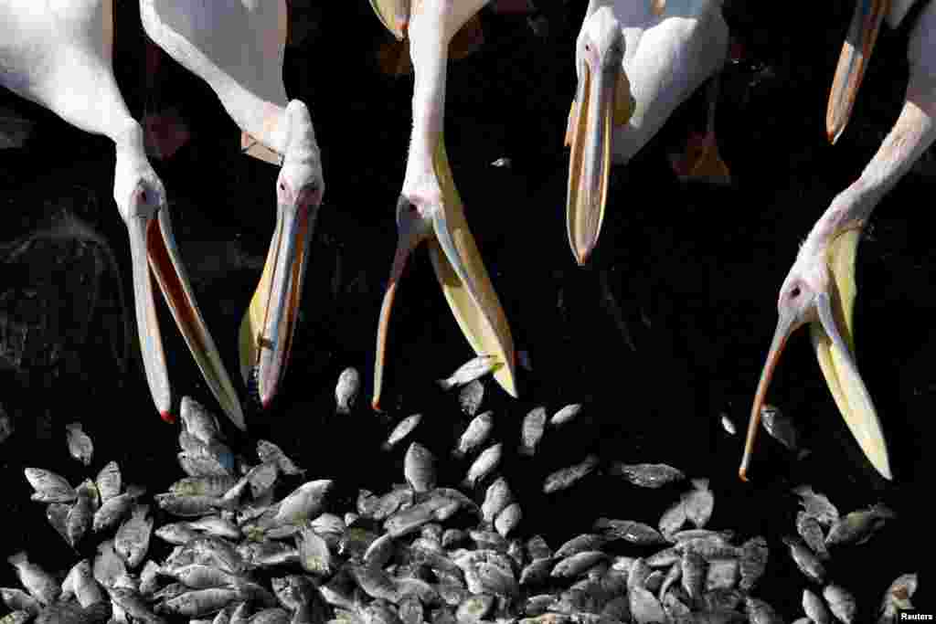 이동 중인 철새 그레이트화이트펠리컨 떼가&nbsp;이스라엘 미슈마르하사론의 저수지에서 물고기를 먹고 있다.