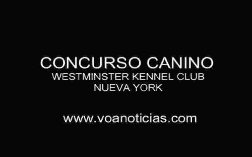 Concurso de perros en NY