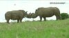 Scientists Working to Create Northern White Rhino Embryos
