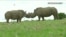 Scientists Working to Create Northern White Rhino Embryos