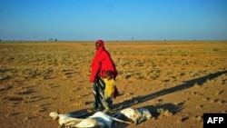 FILE— A woman and a boy walk past a flock of dead goats in a dry land close to Dhahar in Puntland, northeastern Somalia, on December 15, 2016.