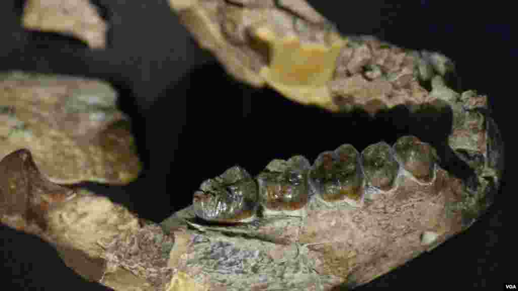 Lucy teeth /&nbsp; 露西的牙齒化石(美國之音國符拍攝)