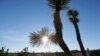 Fire at Joshua Tree Damages California Landmark