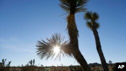 FILE - The sun sets behind joshua trees in Joshua Tree National Park in Twentynine Palms, California, Jan. 16, 2013. 