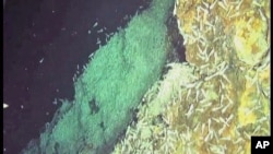 British scientists say world's deepest volcanic vents - discovered in 2010 in a canyon on the Caribbean seafloor - have much marine life, including new species of shrimp and snails.