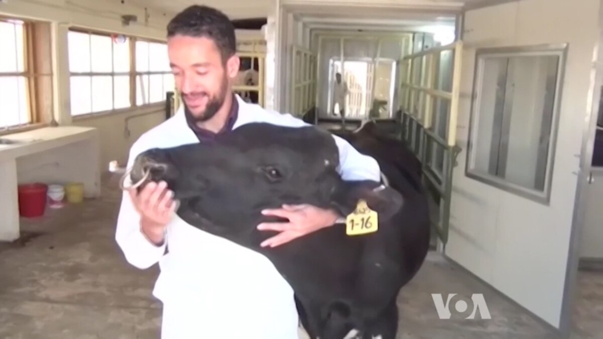 Researchers Find Way to Reduce Methane from Cows