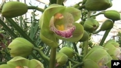 Thousands of Orchids on View at US Botanic Garden