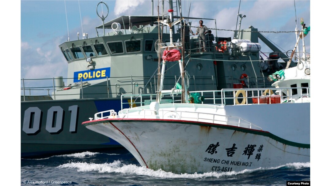 A Paluan law enforcement ship suspects a Taiwanese long line fishing vessel of illegal shark finning in Palau’s Exclusive Economic Zone, in violation of Palau’s law banning such fishing. (Alex Hofford/Greenpeace)