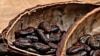 Perusahaan AS Hentikan Impor Kakao dari Pantai Gading