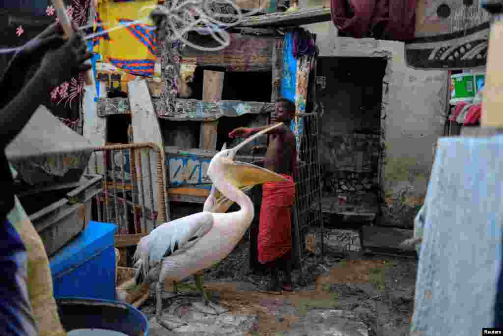 Seorang anak lelaki bermain dengan burung-burung pelikan di Yoff, kawasan Dakar, Senegal.