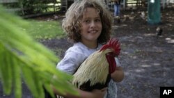 Liam Hunter holds a rooster at the Family Horse Academy where his mother Timea Hunter is hoping to organize education for a group of children during the coronavirus pandemic, Friday, July 31, 2020, in Southwest Ranches, Fla. (AP Photo/Lynne Sladky)