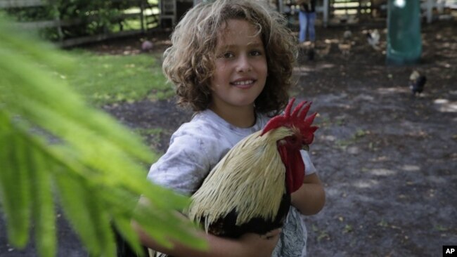 Liam Hunter holds a rooster at the Family Horse Academy where his mother Timea Hunter is hoping to organize education for a group of children during the coronavirus pandemic, Friday, July 31, 2020, in Southwest Ranches, Fla. (AP Photo/Lynne Sladky)