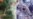 More Alleged Mass Graves Found in Southern Kordofan