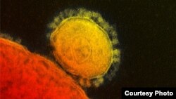 MERS coronavirus as seen through an electron micrograph. 
