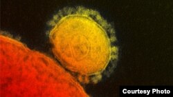 Transmission electron micrograph of novel coronavirus. (NIAID/RML)