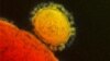 Six New MERS Coronavirus Cases Reported