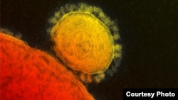 A colorized image of the MERS coronavirus as seen through an electron micrograph. 