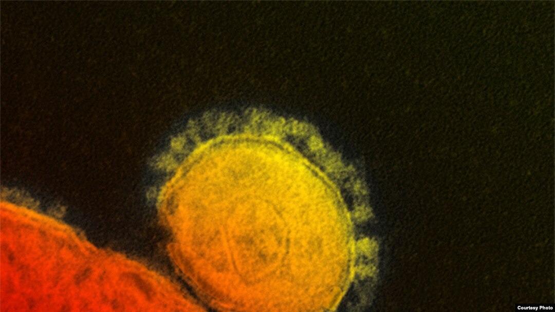 Gambar virus korona MERS dilihat dari mikrograf elektron.