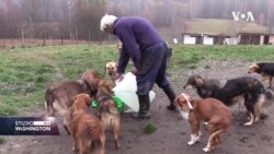 Udruženje Silver Dog brine o psima lutalicama u Srebrenici