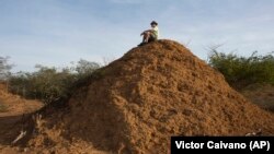 American botanist Roy Funch sits on top of a giant termite mound near Palmeiras, Brazil, Saturday, Nov. 24, 2018. (AP Photo/Victor R. Caivano)