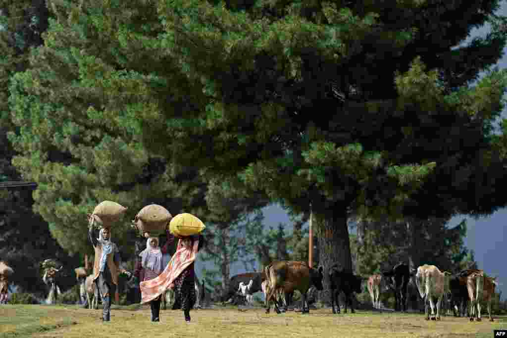 Bakarwal nomadic women carry firewood in Doodhpatri, Budgam district of Jammu and Kashmir.