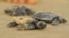 Kenya Sea Turtle Project Teaches Conservation