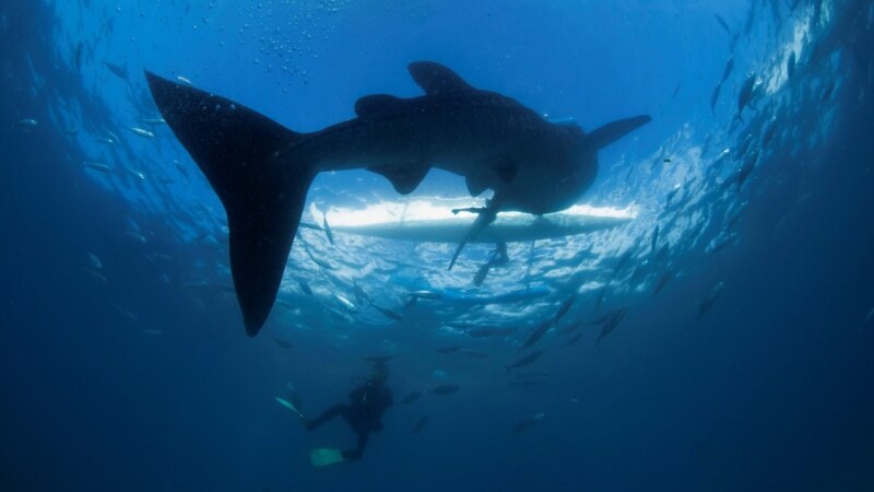 With Whale Sharks, Males Grow Faster, But Females Grow Bigger